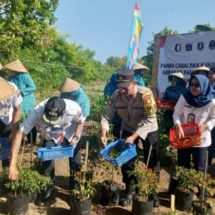 Kapolsek Kepulauan Seribu Selatan dan Sudin KPKP Bersama PJ Gubernur DKI Jakarta Melaksanakan Panen Cabai di Pulau Tidung Kecil